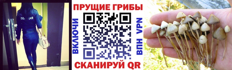Псилоцибиновые грибы мицелий  Буй 